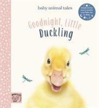 Kniha Goodnight, Little Duckling Bec Wimmel