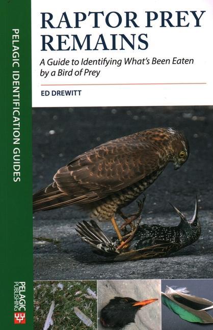 Książka Raptor Prey Remains Ed Drewitt