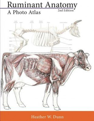 Książka Ruminant Anatomy: A Photo Atlas Heather W Dunn