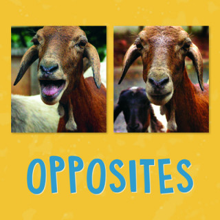 Book Opposites Kathy Knowles