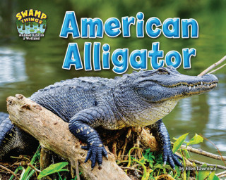 Buch American Alligator 