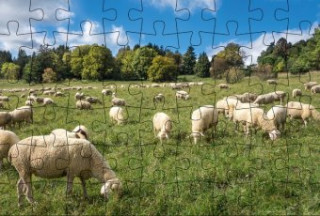 Carte Puzzle-Postkarte Schwäbische Alb, Motiv: Schafherde auf Wiese Gmeiner-Verlag