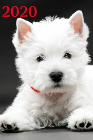 Libro 2020 White Dog Books