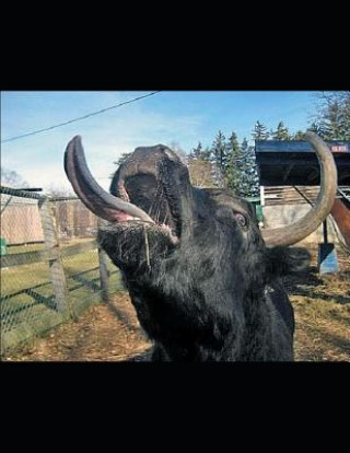 Knjiga Animals: In the World Around Them Tom Zatar Kay