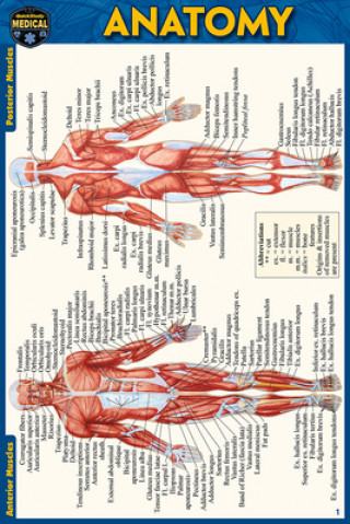 Tiskovina Anatomy Pocket-Sized Reference Guide (4x6 Inches) 