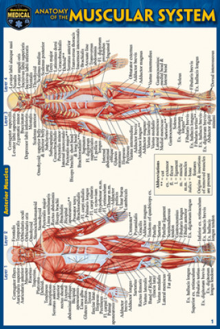 Книга Anatomy of the Muscular System (Pocket-Sized Edition - 4x6 Inches) 