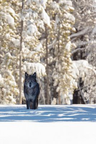 Kniha Beautiful Eyes This Morning: The Gray Wolf or Timber Wolf, Is a Canine Native to the Wilderness and Remote Areas of Eurasia and North America. Planners and Journals