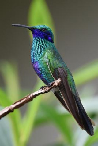 Könyv Hummingbird: Hummingbirds Are Birds Native to the Americas and Constitute the Biological Family Trochilidae. Planners and Journals