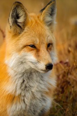Carte Red Fox: The Largest of the True Foxes and One of the Most Widely Distributed Members of the Order Carnivora, Being Present Acr Planners and Journals