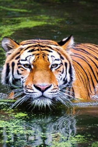 Carte Swimming Tiger: As the Largest Species in the Big Cat Family, Tigers Have More Surface Area That Heats Up, Which Is Probably Why They Planners and Journals