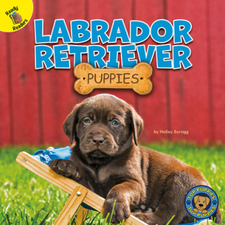 Book Labrador Retriever Puppies Hailey Scragg