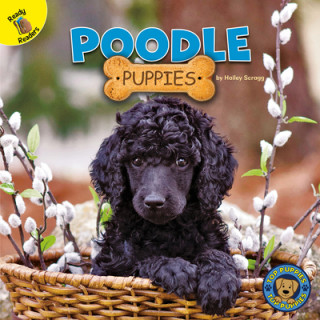 Book Poodle Puppies Hailey Scragg