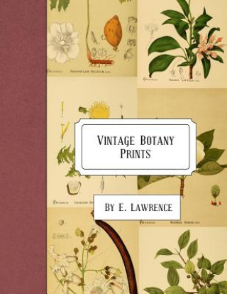 Carte Vintage Botany Prints E  Lawrence