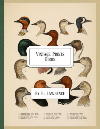 Könyv Vintage Prints: Birds E  Lawrence