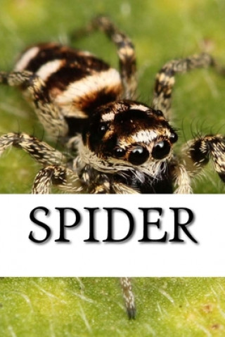 Libro Spider Spider