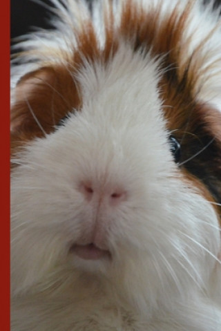Knjiga Guinea Pig Says Write Chattyfred