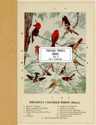 Kniha Vintage Prints: Birds: Vol. 4 E. Lawrence