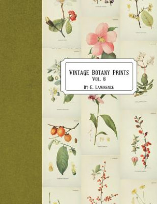 Carte Vintage Botany Prints: Vol. 6 E. Lawrence
