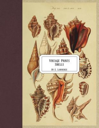 Könyv Vintage Prints: Shells E. Lawrence