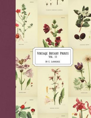 Kniha Vintage Botany Prints: Vol. 11 E. Lawrence