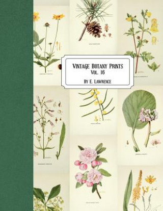 Livre Vintage Botany Prints: Vol. 16 E. Lawrence