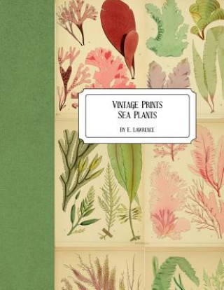 Carte Vintage Prints: Sea Plants E. Lawrence