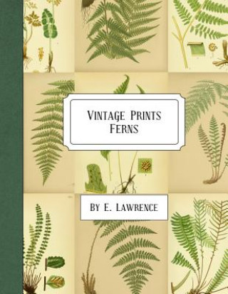 Carte Vintage Prints: Ferns E. Lawrence