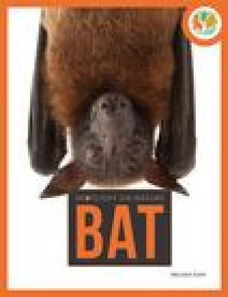 Knjiga Bat Gish