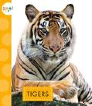 Carte Tigers 