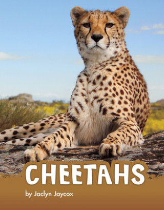 Książka Cheetahs 