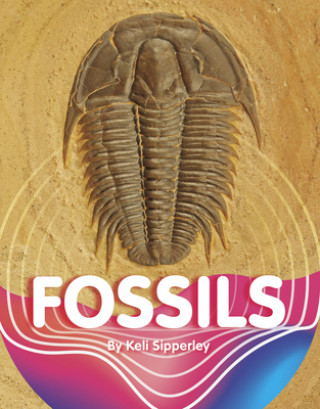Buch Fossils Sipperley
