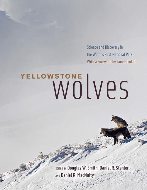 Książka Yellowstone Wolves Daniel Stahler