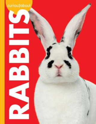 Carte Curious about Rabbits 