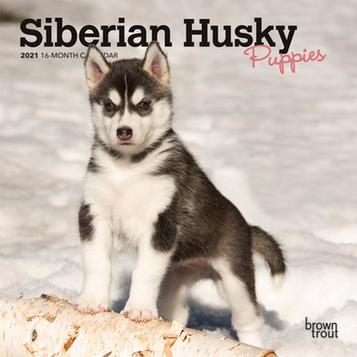 Kalendarz/Pamiętnik Siberian Husky Puppies 2021 Mini 7x7 Browntrout