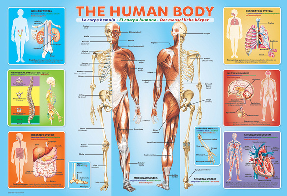 Joc / Jucărie The Human Body 200-Piece Puzzle Eurographics