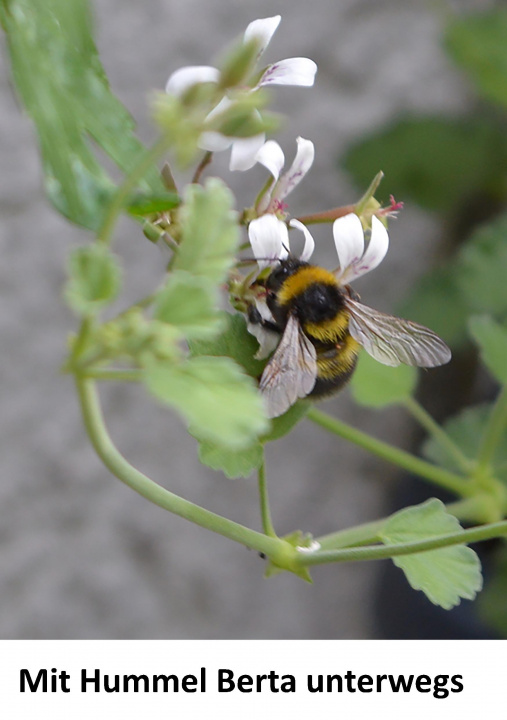 Knjiga Mit Hummel Berta unterwegs Henriette Fleck