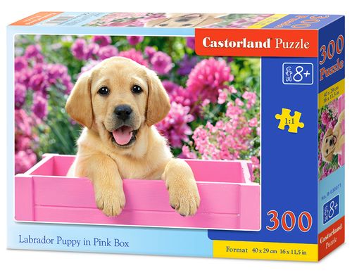 Książka Puzzle 300 Labrador puppy in pink box 