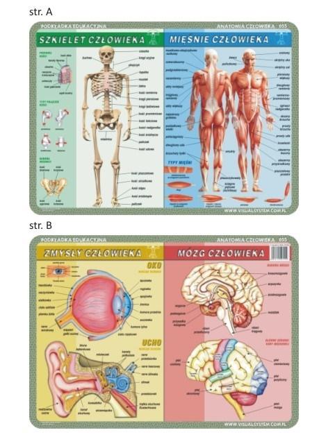 Carte Podkładka edukacyjna 055 Anatomia Człowieka. Szkielet, Mięśnie, Mózg i Zmysły Człowieka 