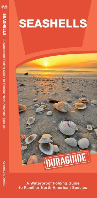 Carte Seashells: A Waterproof Folding Guide to Familiar North American Species 