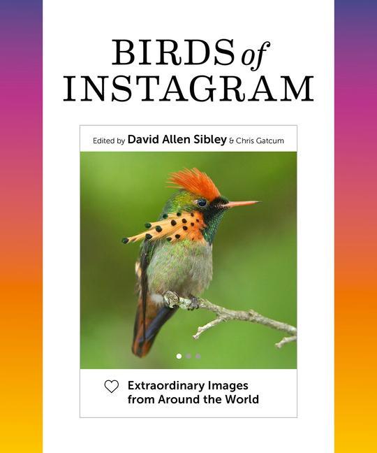 Kniha Birds of Instagram David Allen Sibley