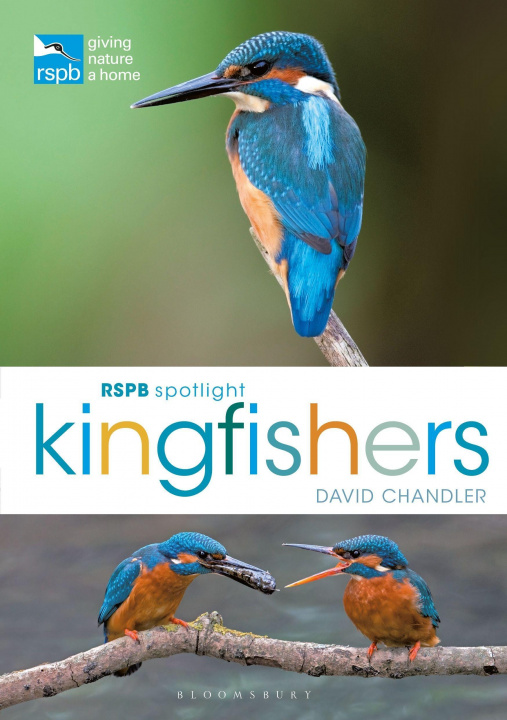 Kniha RSPB Spotlight Kingfishers David Chandler