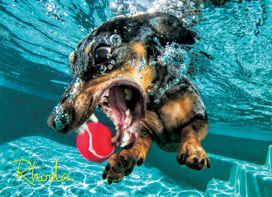 Kniha Underwater Dogs: Rhoda 1000-Piece Puzzle 