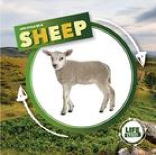 Knjiga Life Cycle of a Sheep KIRSTY HOLMES