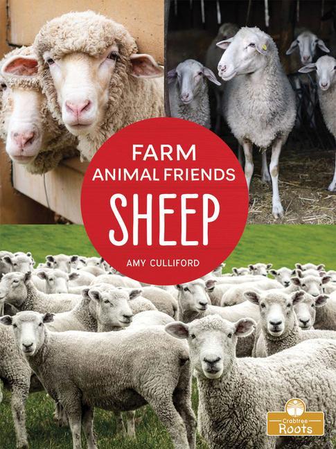 Knjiga Sheep Amy Culliford