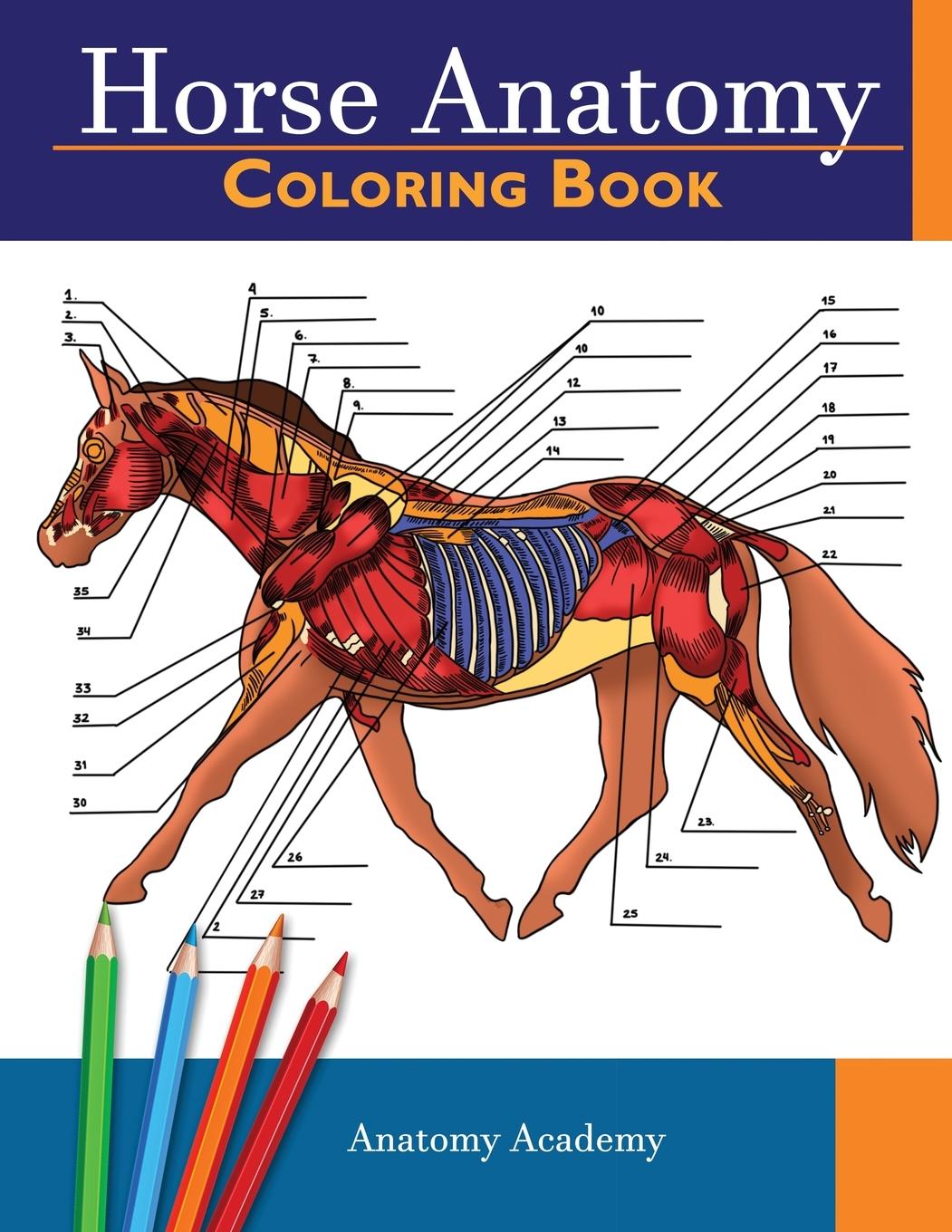 Book Horse Anatomy 