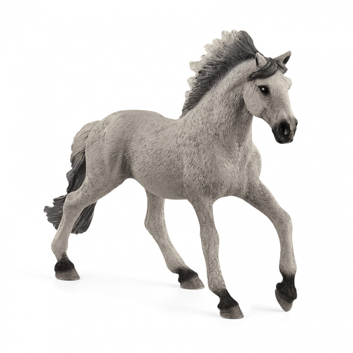 Kniha Koń Mustang ogier rasy Sorraia SLH13915 