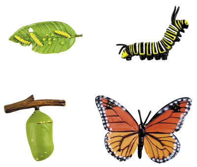 Libro Le papillon 