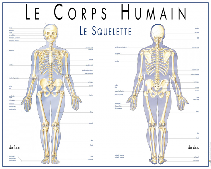 Knjiga Le squelette 