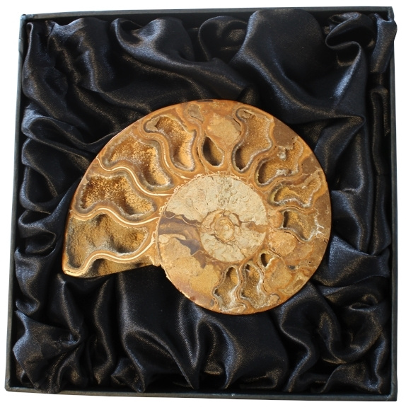 Knjiga Fossile d'Ammonite - Moyen modèle 