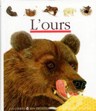 Video L'ours Bour